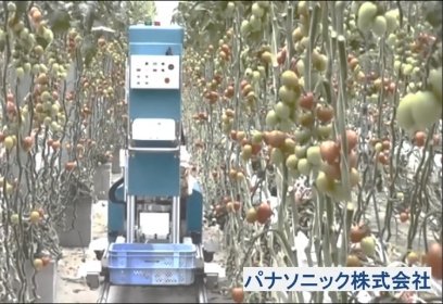 ロボットがトマトを収穫している様子